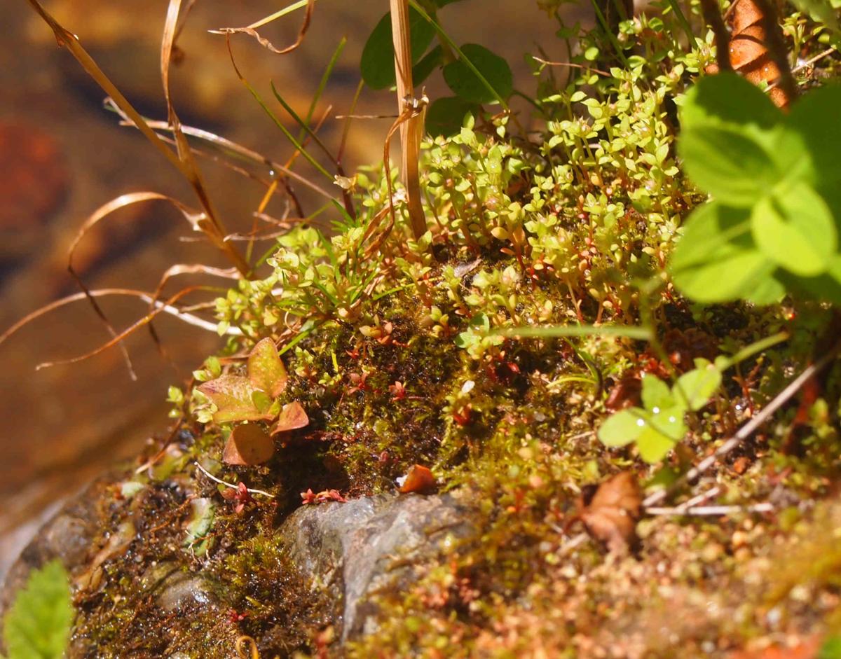 Chaffweed, Pimpernel, Dwarf plant